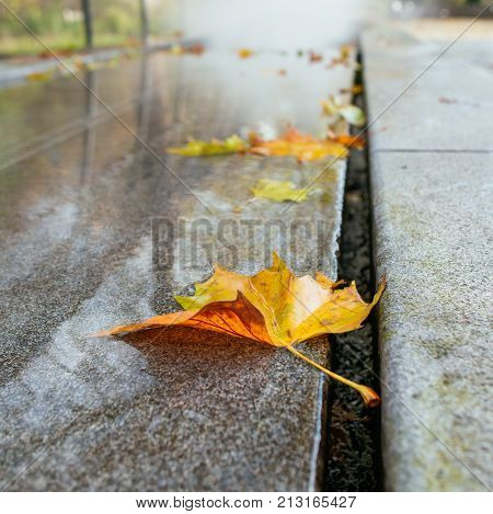 yellow and red fallen leaves in the fauntaine