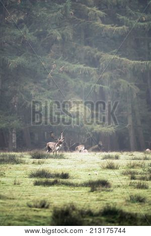 Fallow Deer Buck In Forest Meadow. Wildlifepark Dulmen, Germany.