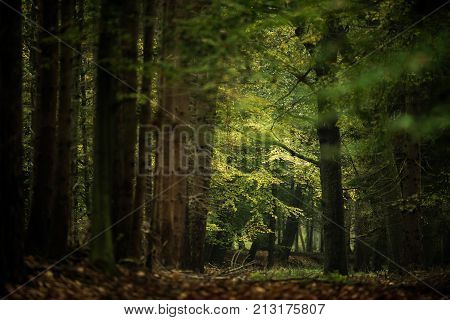 Autumn foliage in a deciduous forest. Wildlifepark Dulmen, Germany.