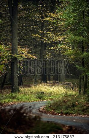Pathway in deciduous autumn forest. Wildlifepark Dulmen, Germany.