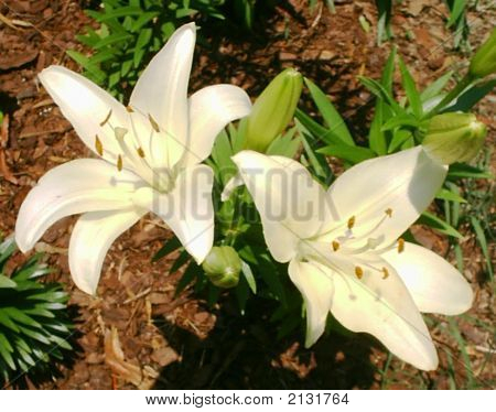 Beyaz Daylilies