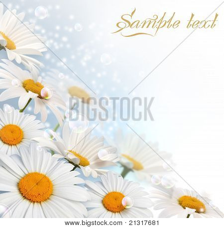 Gänseblümchen