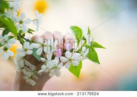 Spring blossoming cherry tree and woman's hand with delicate pink manicure. White flowers on tree branch female hand holds branch. Nature and woman in spring. Background for spring cosmetics women