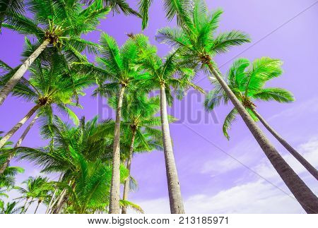 Low point of view looking up through palms skyward with purple sky and lime green palm fronds.