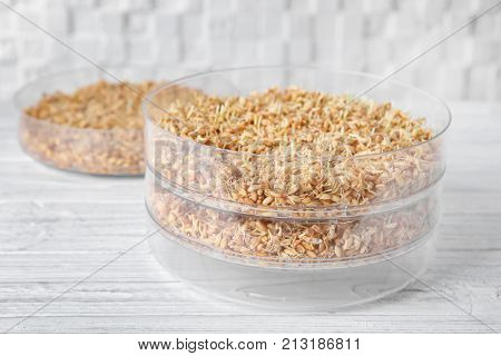 Sprouter with wheat grass seeds on wooden table