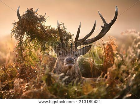 Portrait of red deer with a crown of ferns