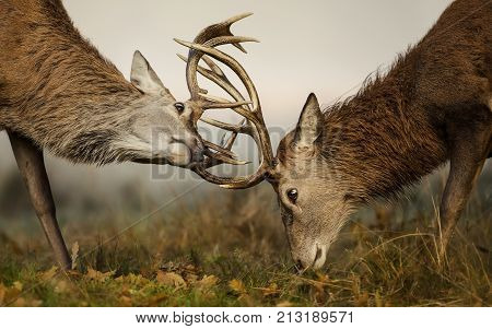 Close-up of Red deer stag fight during the rut, UK