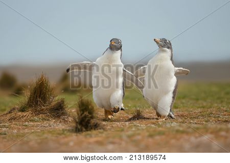 Two young gentoo penguins chasing each other, Falkland islands