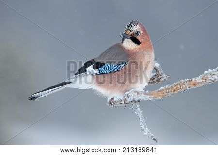 Eurasian jay on a perch in winter, Norway.
