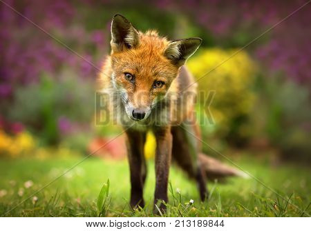 Portrait of Red Fox with the flowers at the background