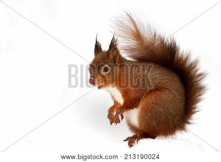 Red squirrel on a white background, UK