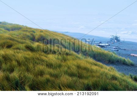 Haze and fog surrounding coastal grasslands at a rural beach with driftwood taken in the rugged Northern California Coast