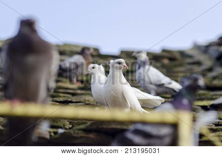 pigeons isolated on roof. serbian highflyer pigeons