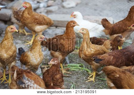 chicken farm poultry isolated.  livestock animals background