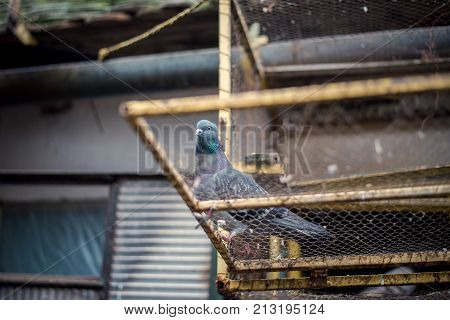 bird animal close up portrait. serbian highflyer