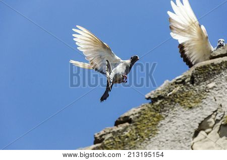 flying pigeon bird landing on house roof. serbian highflyer