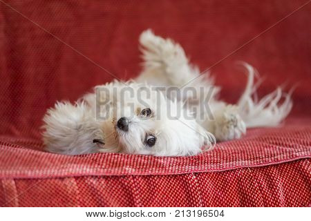 funny maltese dog portrait sitting on bed