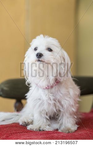 funny maltese dog portrait sitting on bed