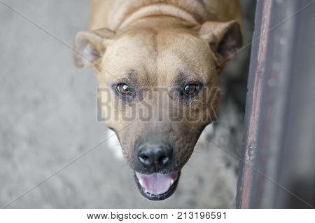 american pit bull terrier head close up eye focus