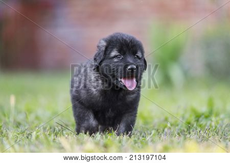 adorable collie black puppie in grass. outdoor dog