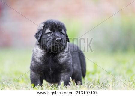 adorable collie black puppie in grass. outdoor dog