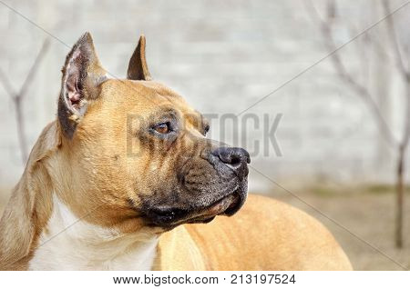 american staffordshire terrier dog portrait. amstaff dog background