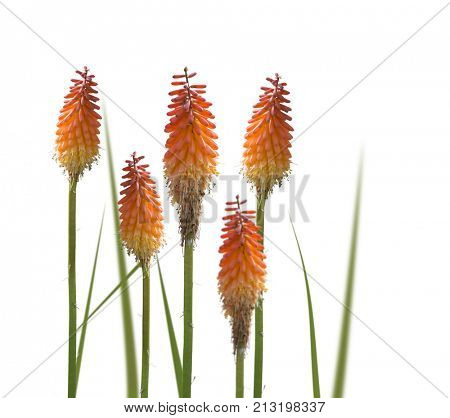 Kniphofia or Red Hot Poker flowers isolated on white background