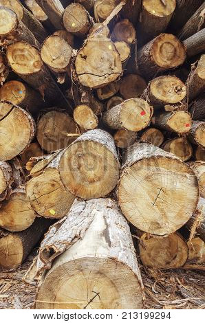 cutted wooden trees. chuck wood tree billet