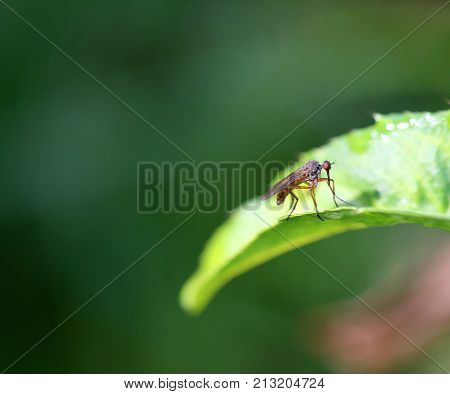 Beautiful fly sitting on a plant photographed in close-up