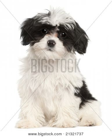 Havanese štěně, 12 týdnů, sedí v přední části bílé pozadí