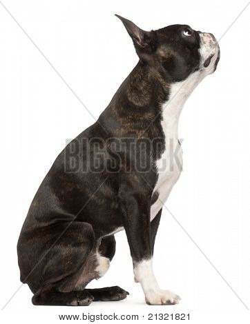 Boston Terrier, 1 yaşında, beyaz arka plan oturan