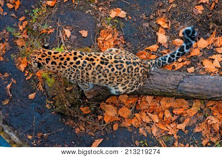 Russia, Primorskiy Leopard sitting on the tree. big spotted cat. Taiga