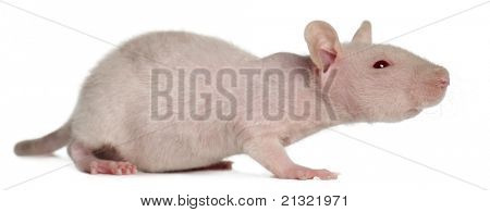 Společné potkan Rattus norvegicus, chodit před bílým pozadím