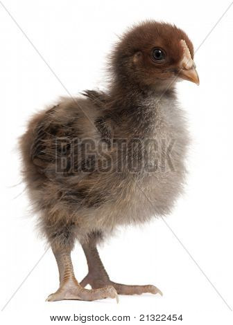 Orpington พันธุ์ไก่ 3 สัปดาห์ ยืนด้านหน้าพื้นหลังสีขาว