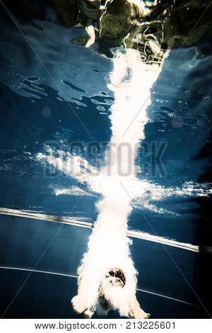 a young man is jumping into the water from a diving plattform