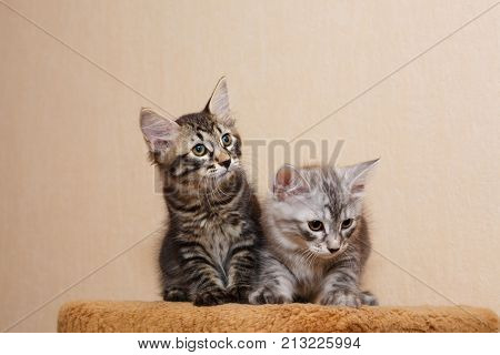 Two cute little kitten Bobtail. Pets. Hypoallergenic cat breed. Portrait of a striped and furry cat.