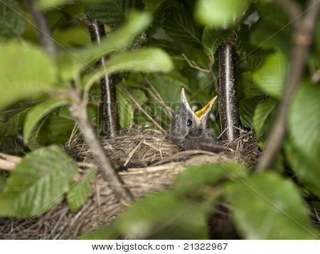 ภาพของ blackbird หนุ่มหิว