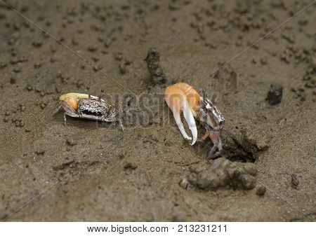 Orange fiddler crab in a mangrove forest