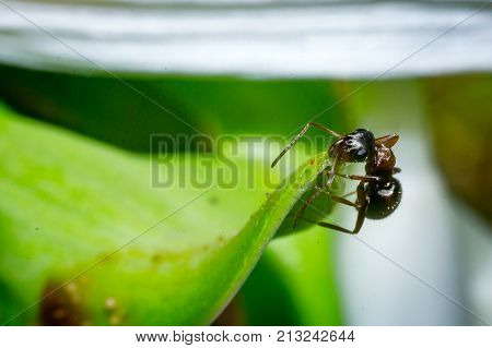 the ant floats close-up macro insect green leaf