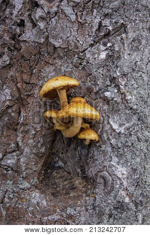 Bouquet of orange woody mushrooms (Pholiota aurivella), germinated in the bark of a tree.