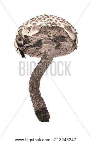 strobilomyces strobilaceus mushroom isolated on white background