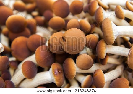 Raw Mushrooms - Agrocybe Aegerita - Close Up