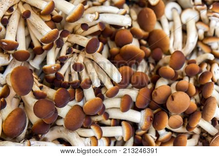 Raw Mushrooms - Agrocybe Aegerita - Close Up