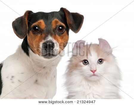 Jack Russell Terrier, 2 demi vieux et un chaton American Curl, 3 mois, en face de w