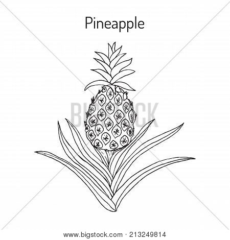 Pineapple Ananas comosus , tropical plant. Hand drawn botanical vector illustration