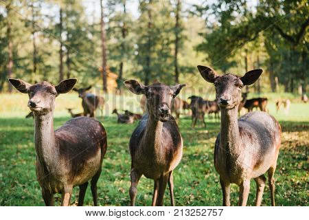Three beautiful curious roes stand in the background of blurry herd in sunny autumn park and looking in to the camera