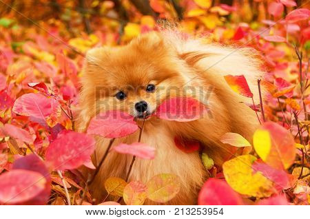Beautiful dog in bright autumn leaves pomeranian