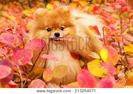 Beautiful dog in bright autumn leaves pomeranian