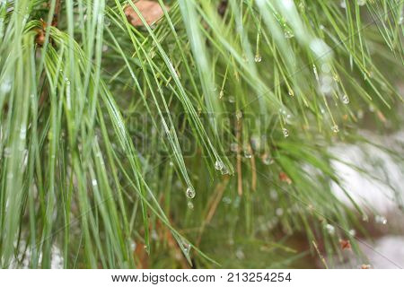 Natural background with soft focus. Thaw in winter: drops of water are hanging on the tips of green pine needles.