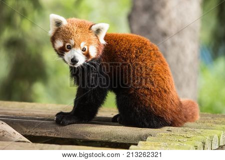 red panda of the animal park Pairi Daiza in belgium